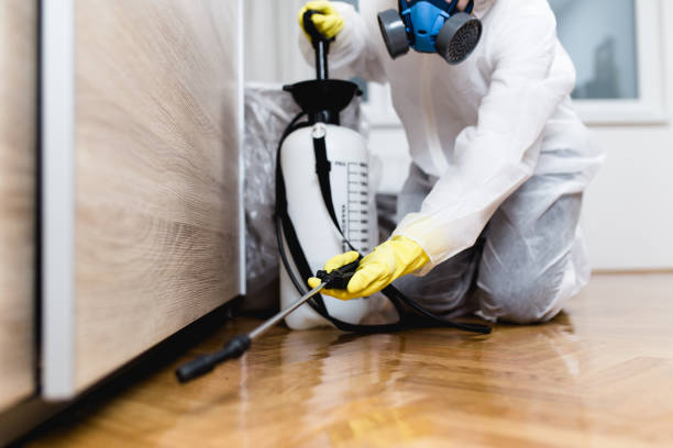 Best Local Pest Control Services  in Hilton, NY