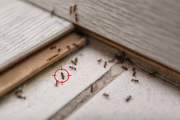 Best Affordable Pest Control Services  in Hilton, NY