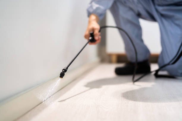 Flea Control Services in Hilton, NY