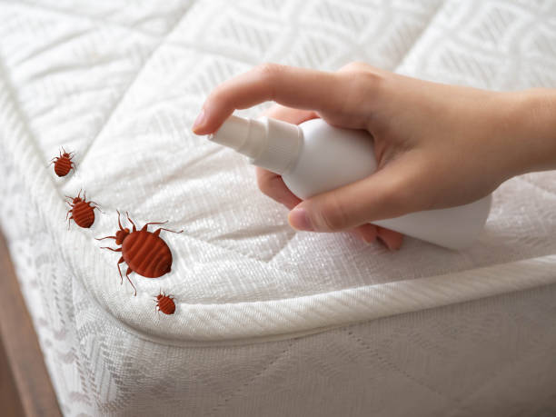 Best Pest Control Near Me  in Hilton, NY